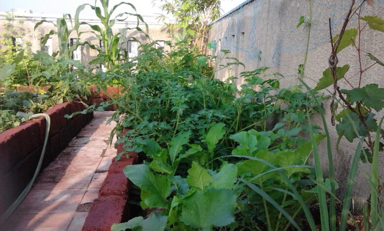 Hyderabad: Horticulture dept to conduct training on urban farming on Sept 22