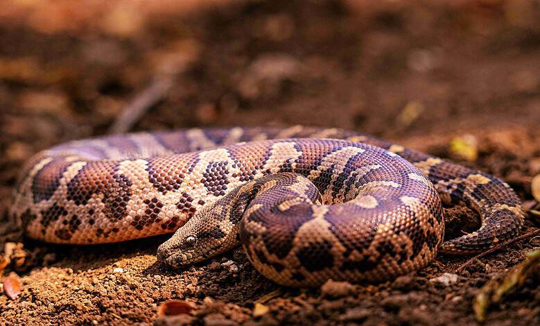Photo of a snake