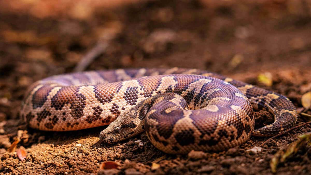 Photo of a snake