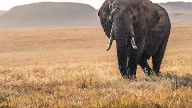 Nepal gifts two elephants to Qatar