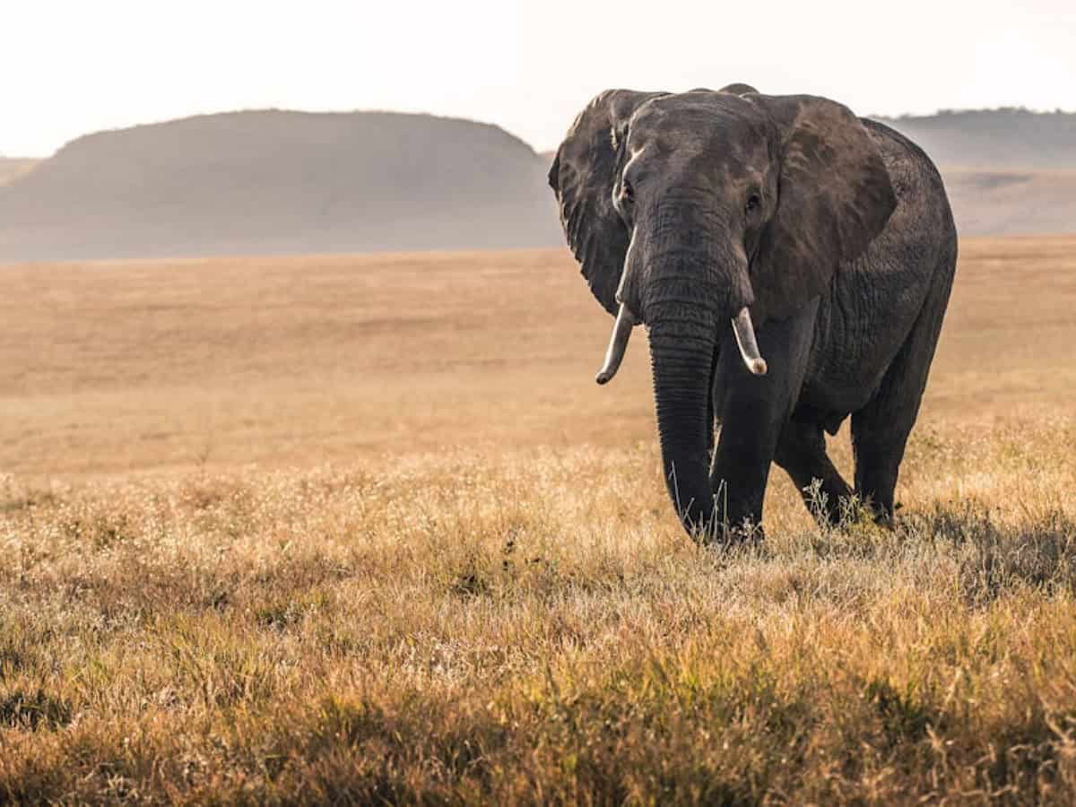 Nepal gifts two elephants to Qatar