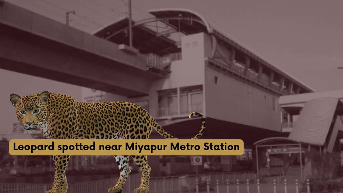 Leopard spotted near Miyapur Metro Station