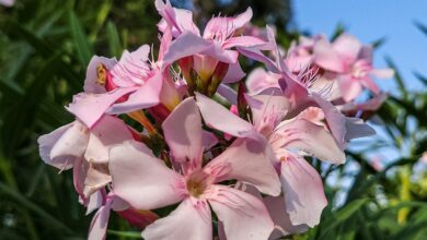 Abu Dhabi bans this plant to protect public health