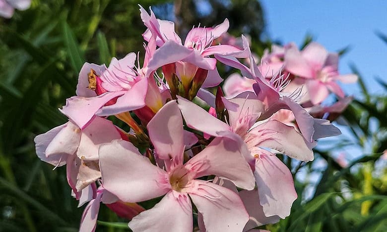 Abu Dhabi bans this plant to protect public health