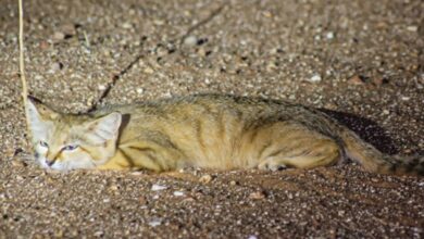 Rare sand cat spotted in Saudi Arabia