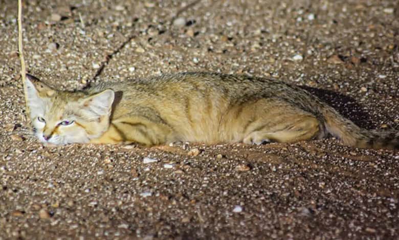 Rare sand cat spotted in Saudi Arabia
