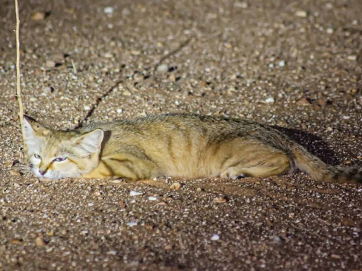 Rare sand cat spotted in Saudi Arabia