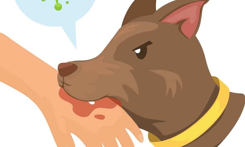Two-year-old boy injured in stray dog attack in Hyderabad