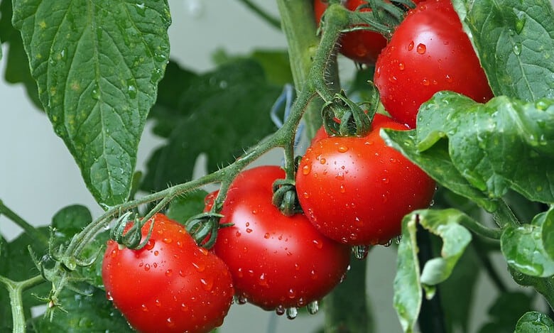 Tomato prices in Hyderabad skyrocket