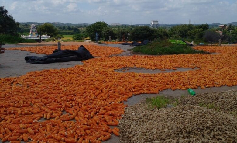 Telangana: NAFED agrees to procure 1 lakh tonne maize for Kharif season