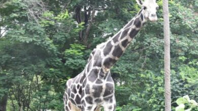 Hyderabad: People mourn death of Giraffe Basant in Zoo Park