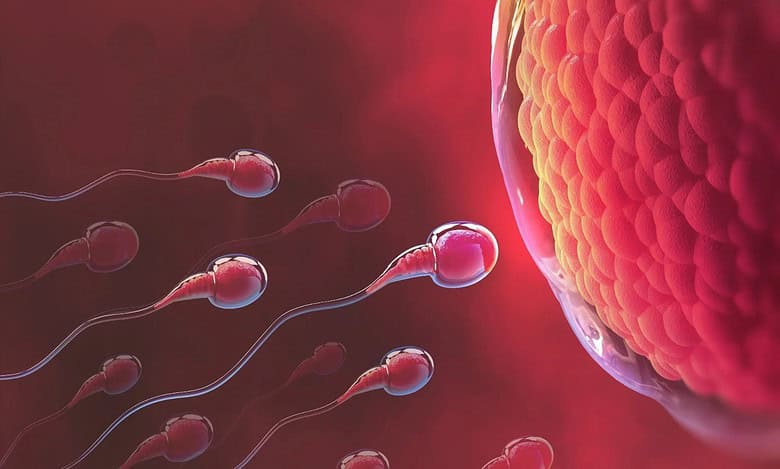 Southern states have low fertility rate; Telangana, AP at 1.7, says doc