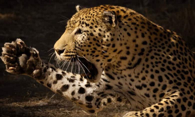 Leopard attacks a shepherd in Ravindranagar village of Sarangapur mandal in Nirmal district on Friday.