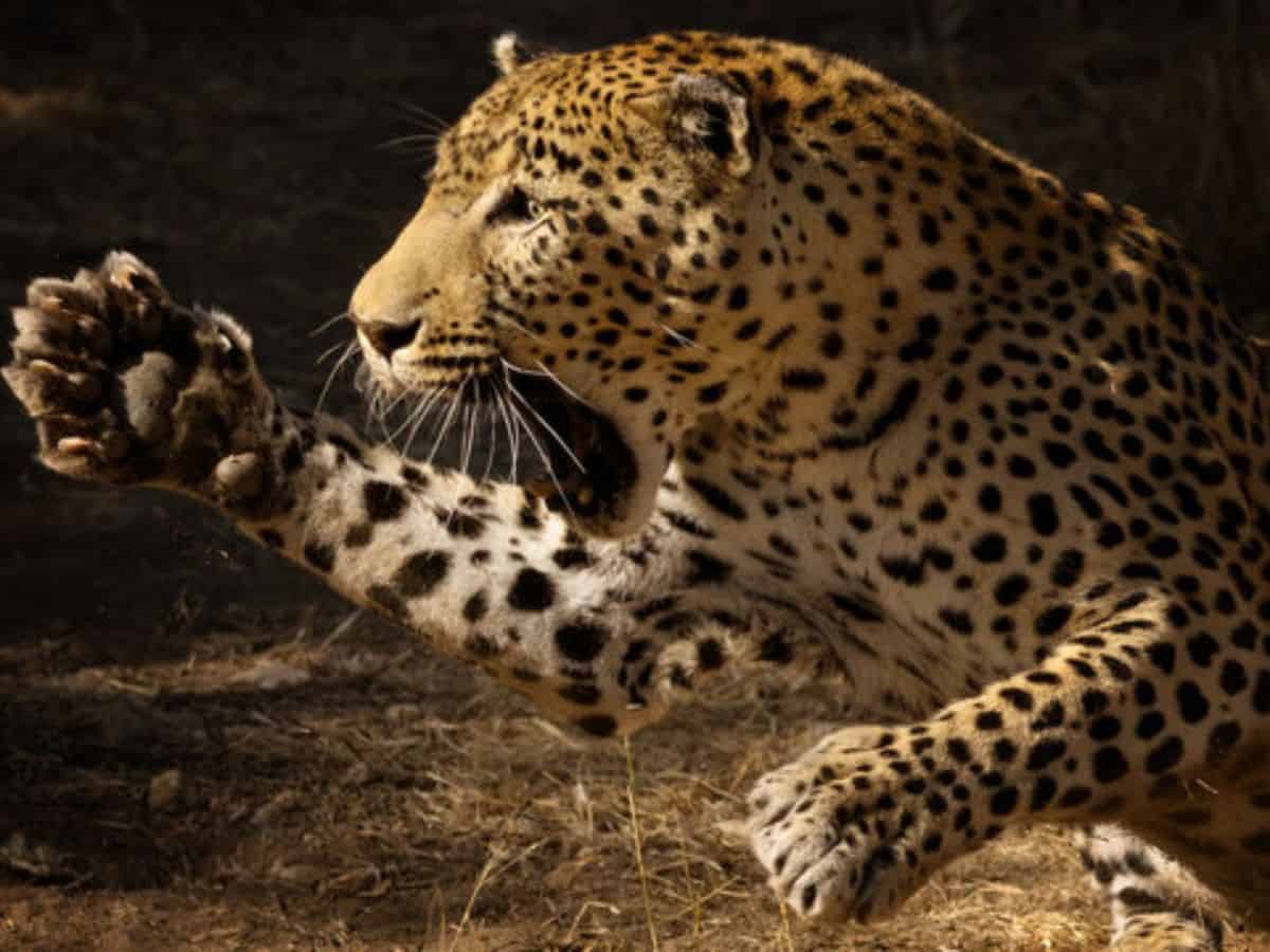 Leopard attacks a shepherd in Ravindranagar village of Sarangapur mandal in Nirmal district on Friday.
