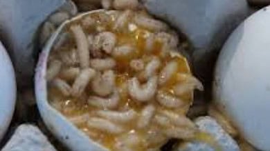 Maggot-infested eggs found in eggs being given to children at Vellampalli Anganwadi Centre of Medipalli mandal in karimnagar district.