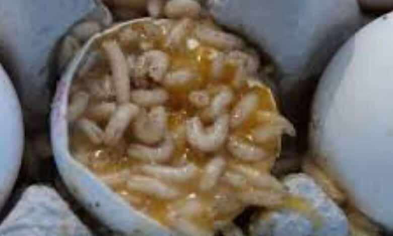 Maggot-infested eggs found in eggs being given to children at Vellampalli Anganwadi Centre of Medipalli mandal in karimnagar district.