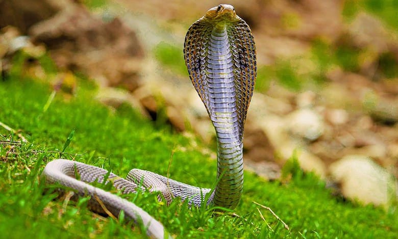 Snakes in Hyderabad: A battle for survival amidst urban sprawl