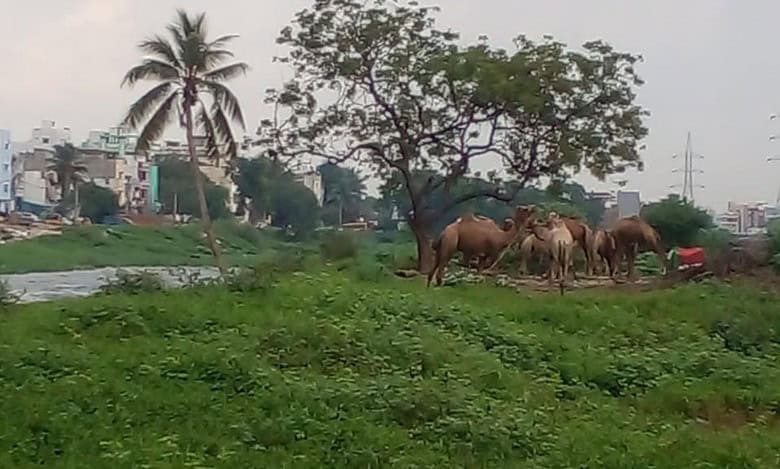 Tghe Musi Riverfront Development Project throws an opportunity for making rag-picking a more acceptable occupation while creating sustainable livelihoods.