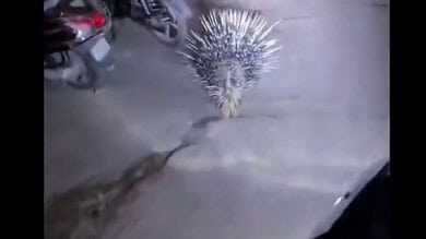 Porcupine spotted in Hyderabad's Shastripuram