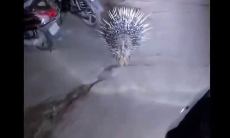 Porcupine spotted in Hyderabad's Shastripuram