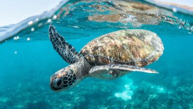 Saudi Arabia discovers largest sea turtle nesting site