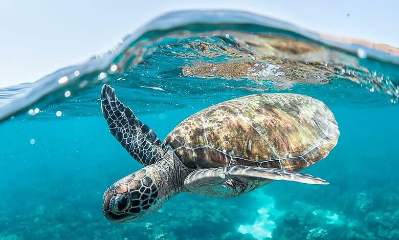 Saudi Arabia discovers largest sea turtle nesting site