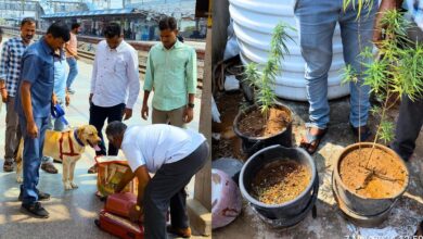 Sniffer dog Warangal finds ganja plants
