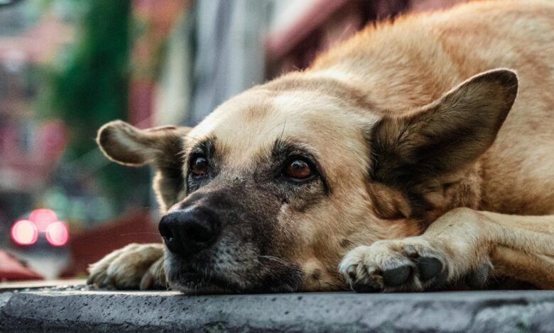 Three stray dogs, one pregnant, beaten to death in Telangana