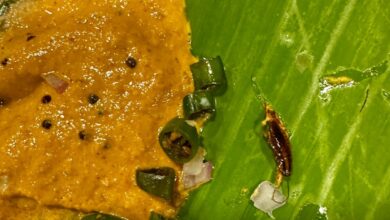Cockroaches found in breakfast served at tiffin centre in Hyderabad