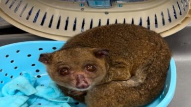 44 exotic animals rescued in separate cases at Hyderabad Airport