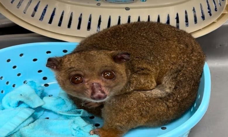 44 exotic animals rescued in separate cases at Hyderabad Airport