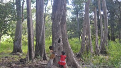 Telangana government moves swiftly to relocate tribals from the core forests of Amrabad and Kawal Tiger Reserves.