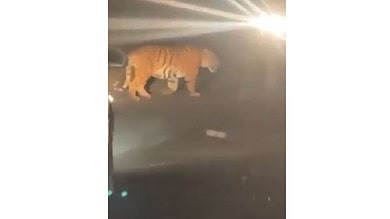 Watch: Tiger from Maharashtra enters Telangana's Nirmal