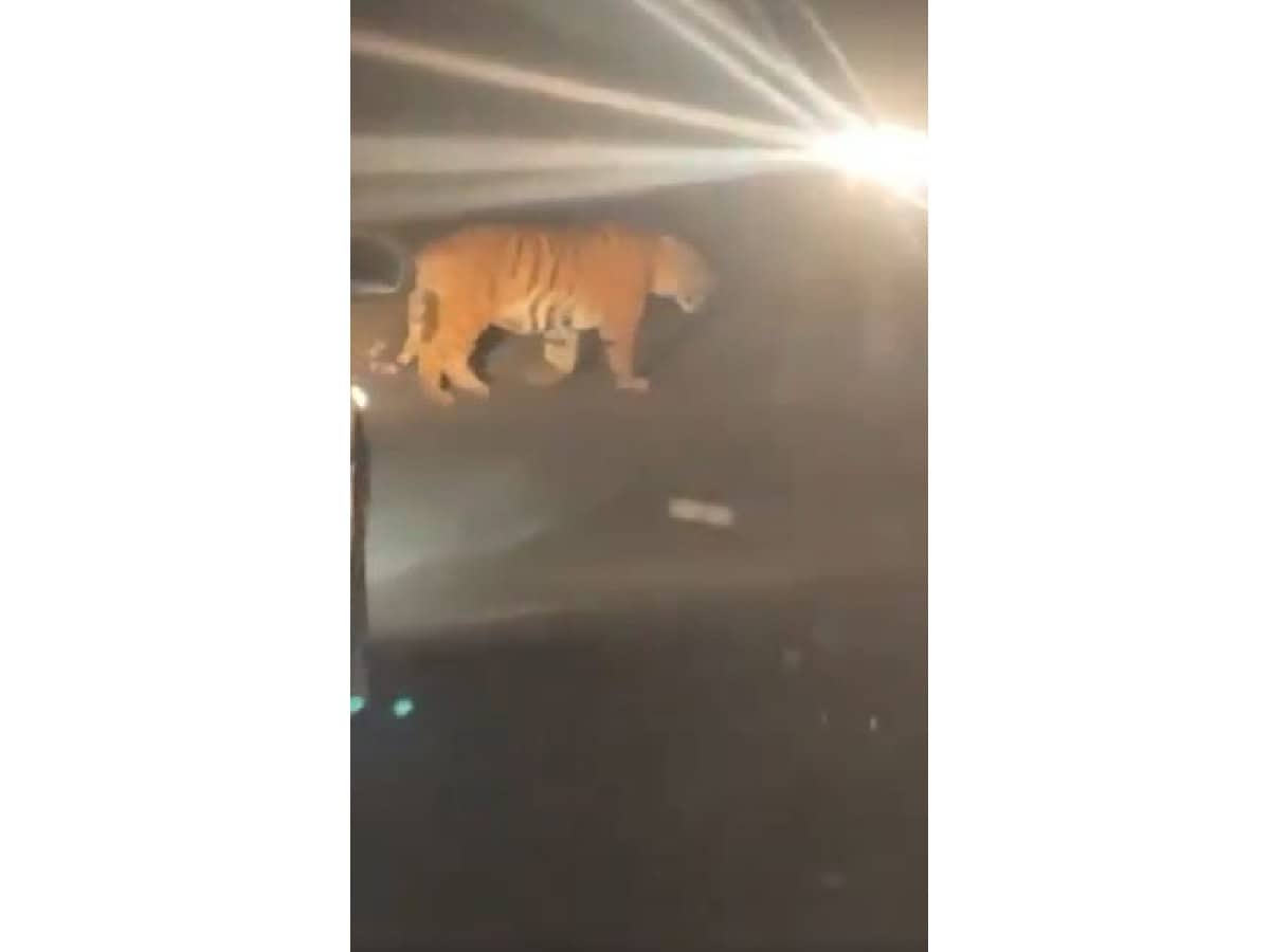 Watch: Tiger from Maharashtra enters Telangana's Nirmal