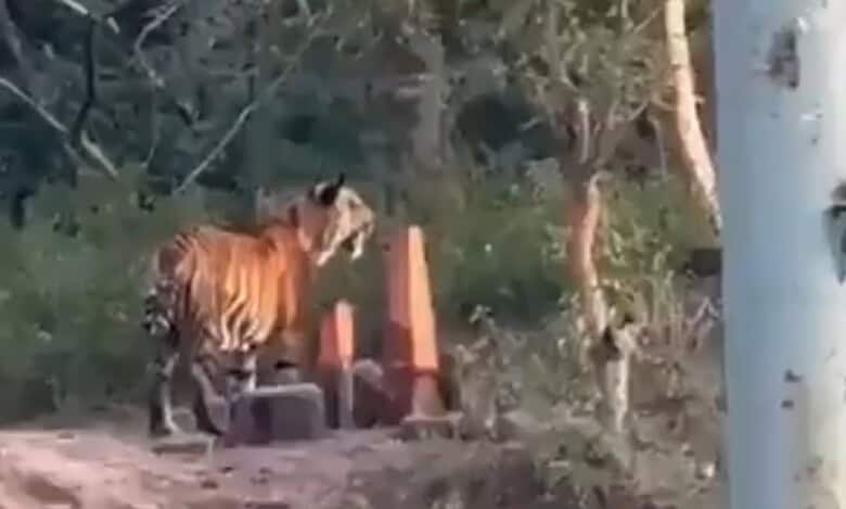 Watch: Tiger spotted in Telangana’s Asifabad district