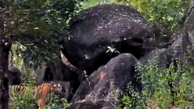 Tiger spotted in Nirmal forests
