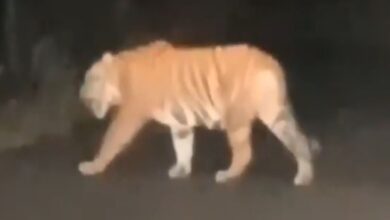 Telangana: Tiger spotted near Nirmal-Amrabad border