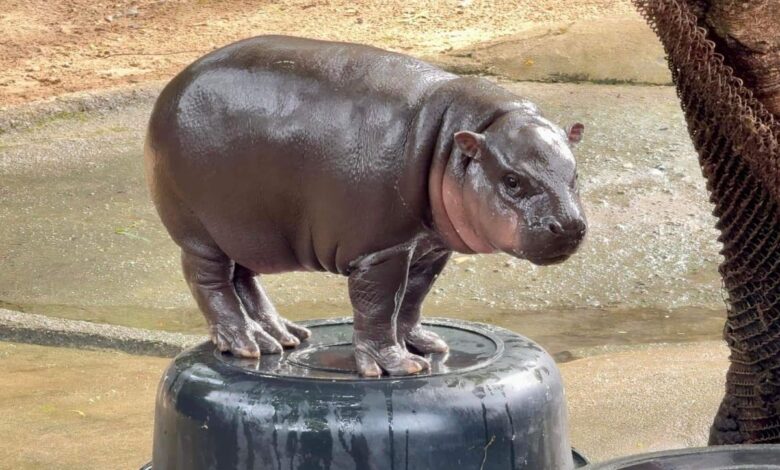Internet darling hippo Moo Deng predicts Trump as winner of US presidental election