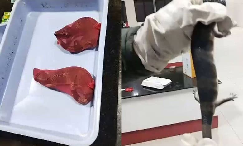 Exotic lizards seized at Visakhapatnam Airport