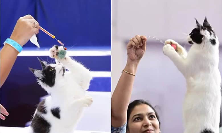 Hyderabad, take your cats on a day out at this purr-fect event