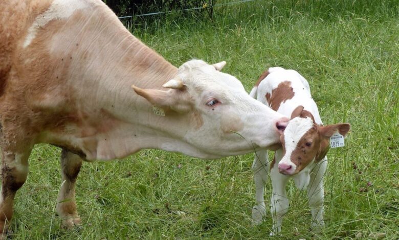 PETA calls on Hyderabad to embrace veganism for world vegan month.