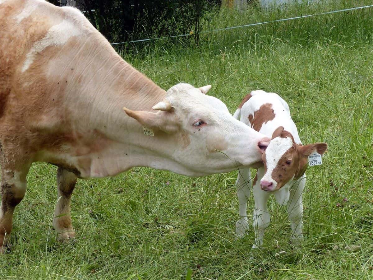 PETA calls on Hyderabad to embrace veganism for world vegan month.