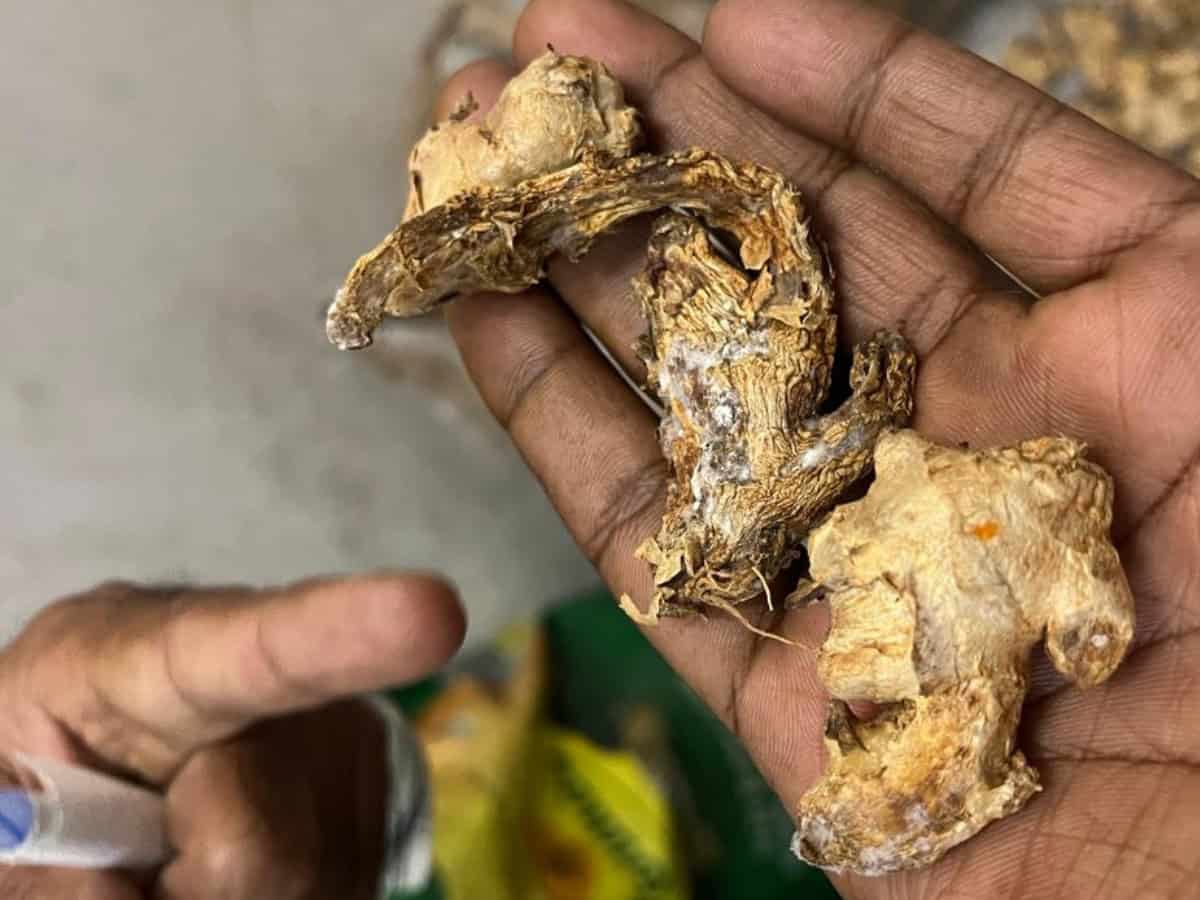 Restaurants in Hyderabad raided, fungus-infested ginger found