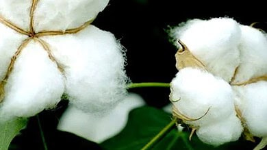 ICAR sanctions two All India Coordinated Research Projects (AICRP) for cotton research in Telangana.