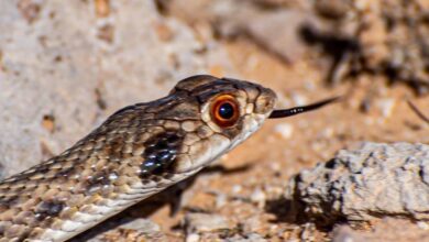 Photos: 'False Cobra' spotted in Saudi Arabia