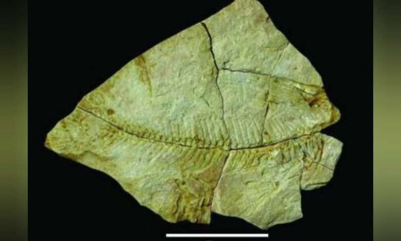 Saudi Arabia discovers 56-million-year-old fossils of marine creatures