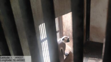 Langur rescued from circus sent to Zoo park in Hyderabad