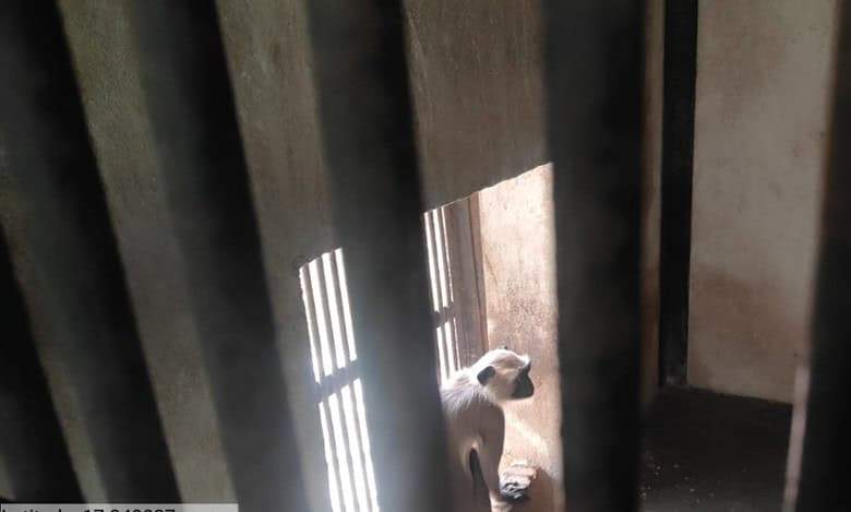 Langur rescued from circus sent to Zoo park in Hyderabad