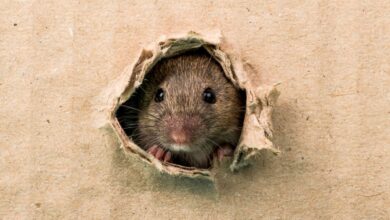 Image of a rat peeping through a hole for a rat bite story in Telangana school