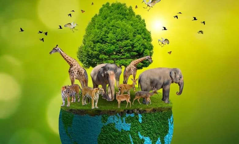 Telangana government re-constitutes state wildlife board with chief minister A Revanth Reddy as its chairperson, forests minister Konda Surekha as the vice-chairperson.